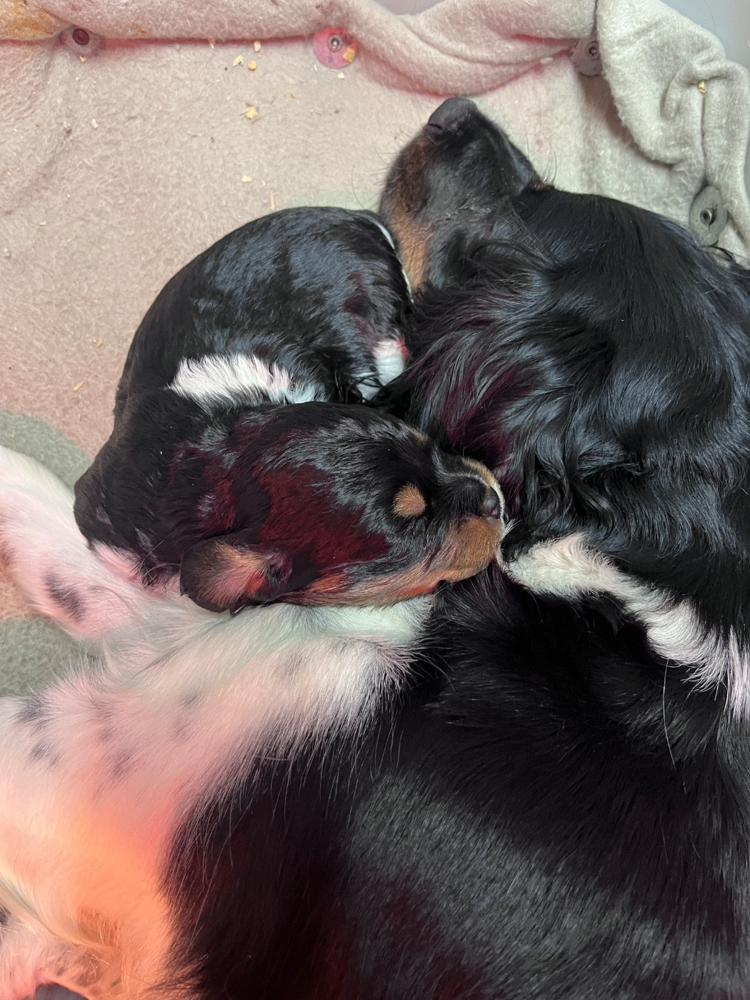 Portée 2026