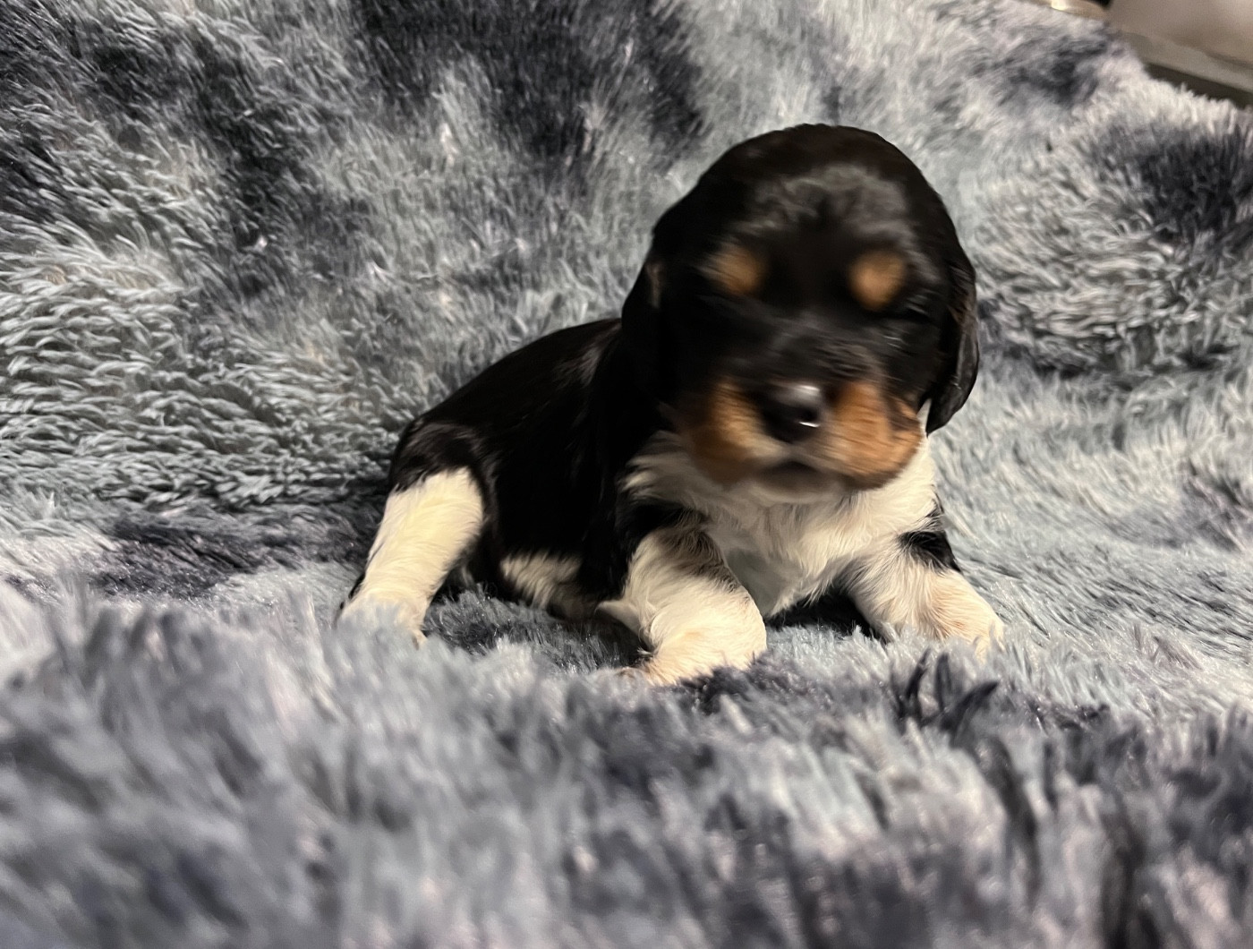 De La Plaine De Larcenac - Chiots disponibles - Epagneul Breton