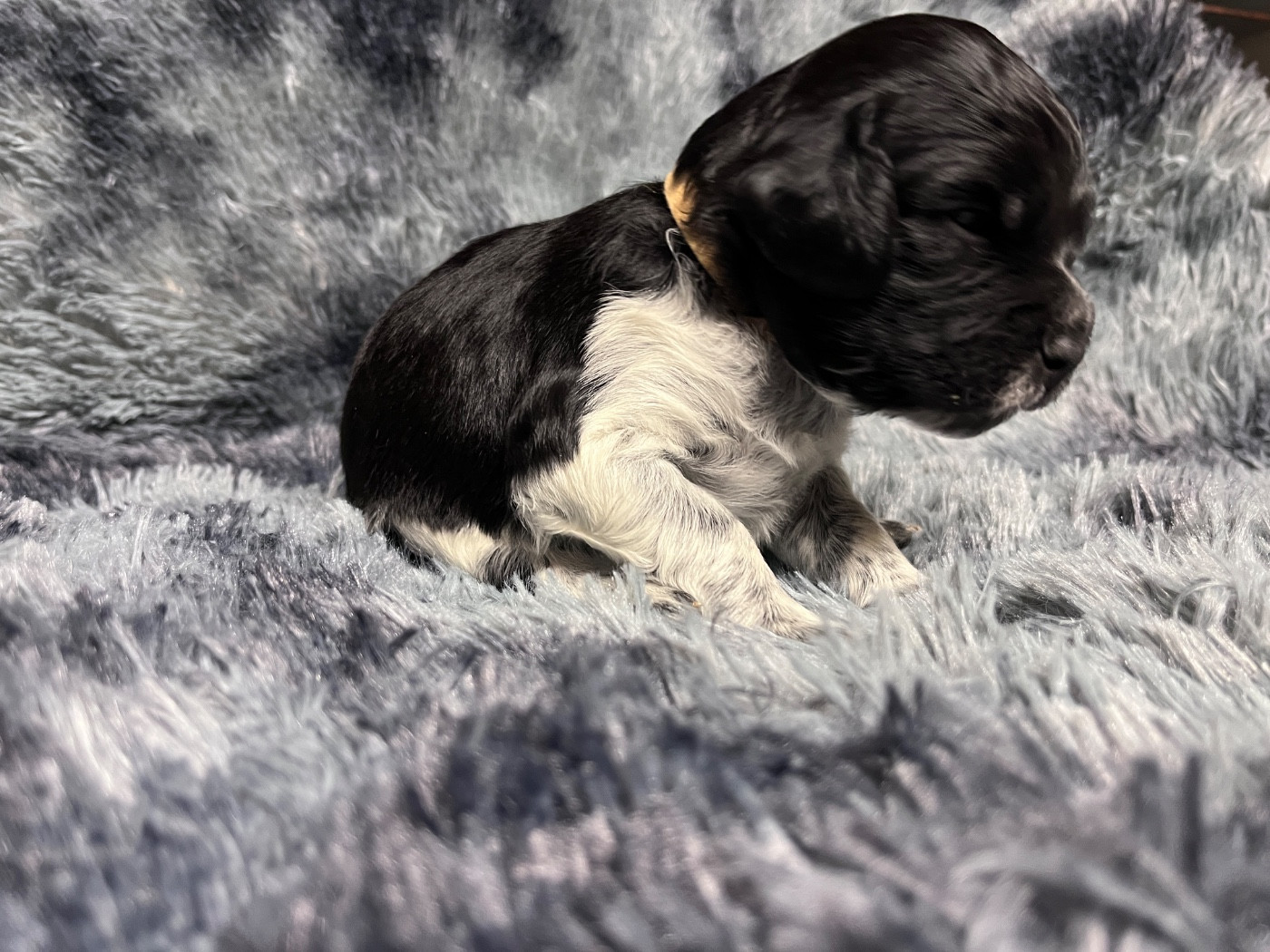 De La Plaine De Larcenac - Chiots disponibles - Epagneul Breton
