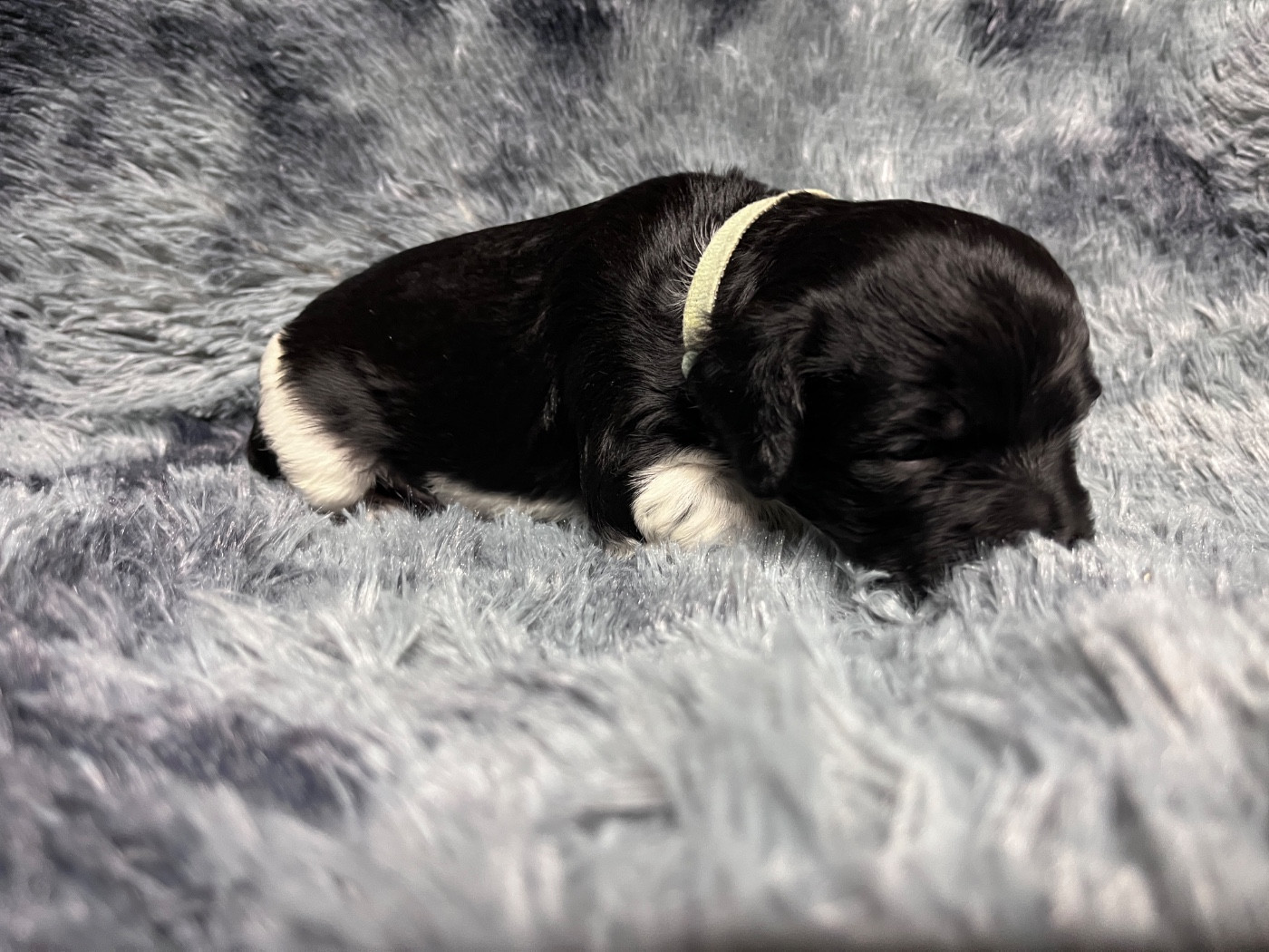 De La Plaine De Larcenac - Chiots disponibles - Epagneul Breton