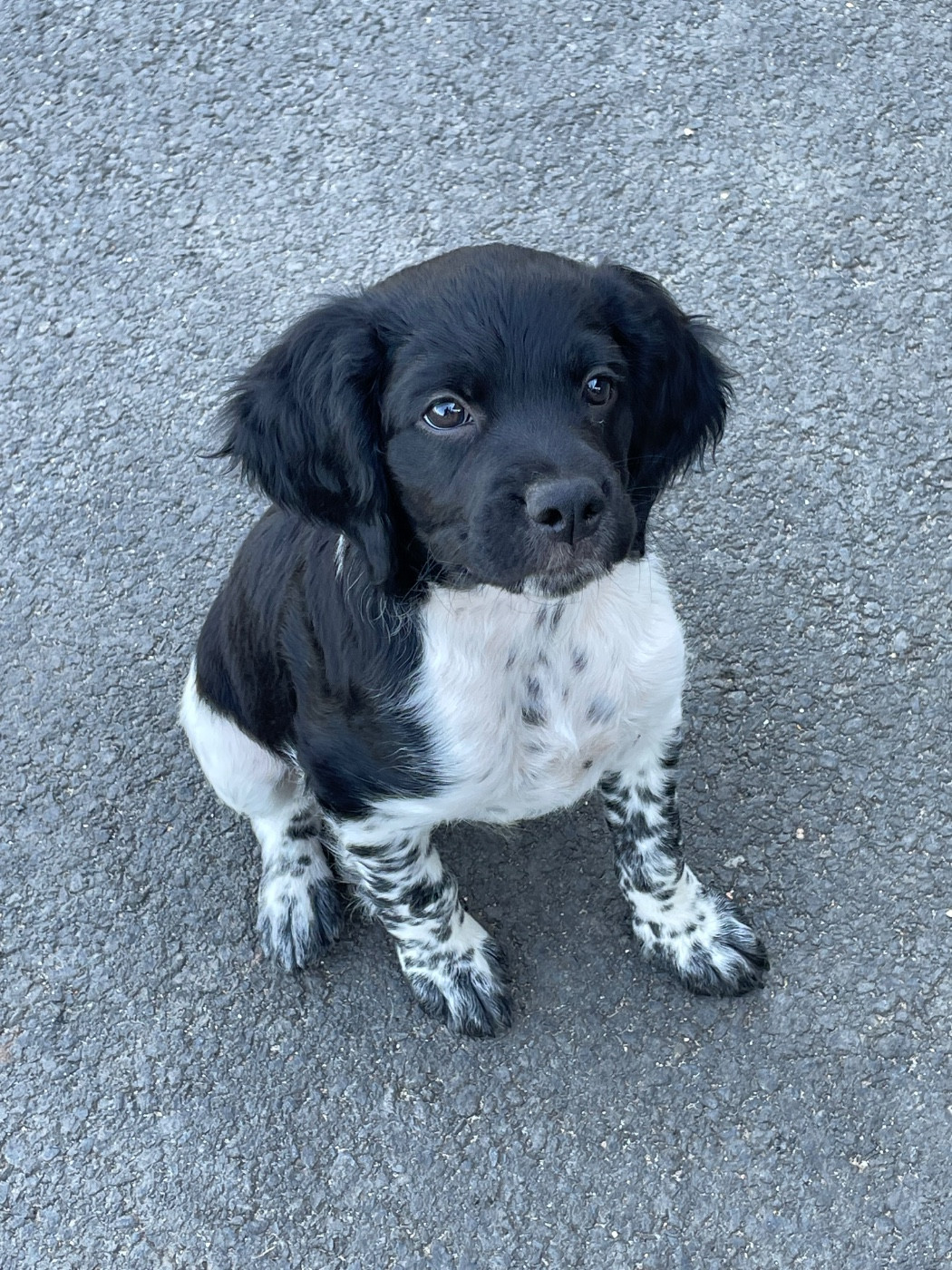 De La Plaine De Larcenac - Chiots disponibles - Epagneul Breton