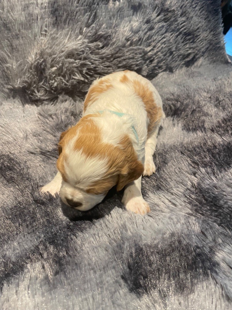 De La Plaine De Larcenac - Chiots disponibles - Epagneul Breton