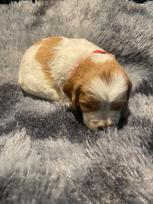 CHIOT collier rouge